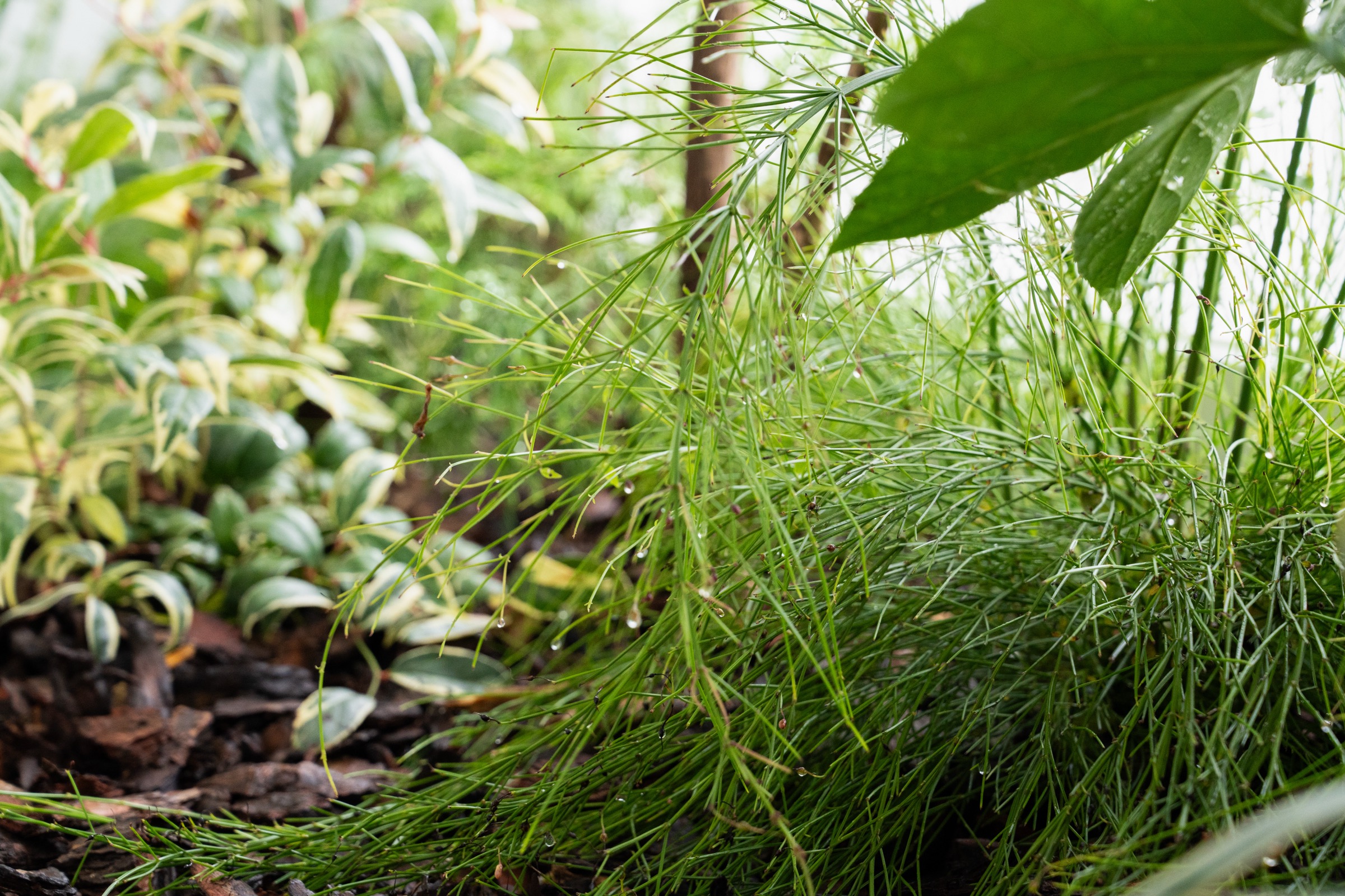 Daily Retreat Indoor Garden — 3