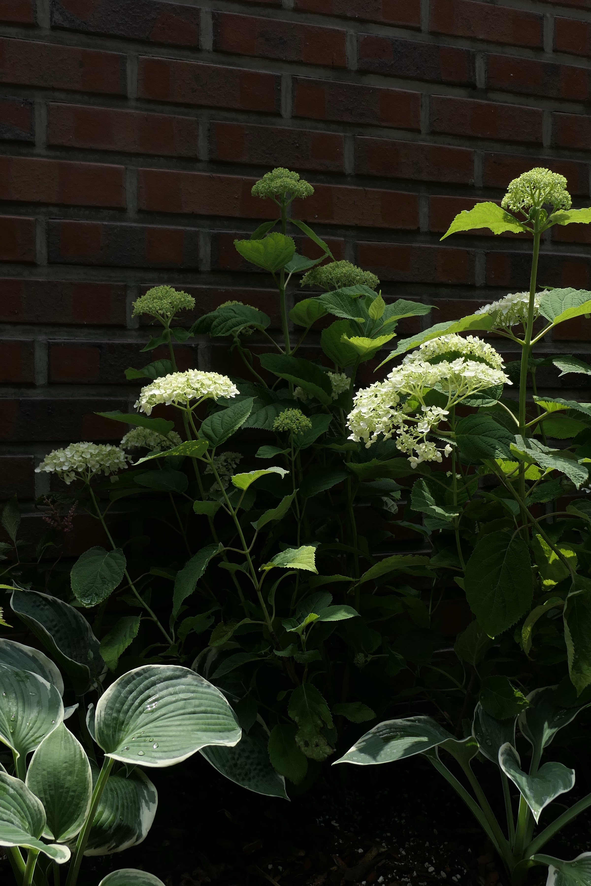 Hillside Garden for Wings — 6