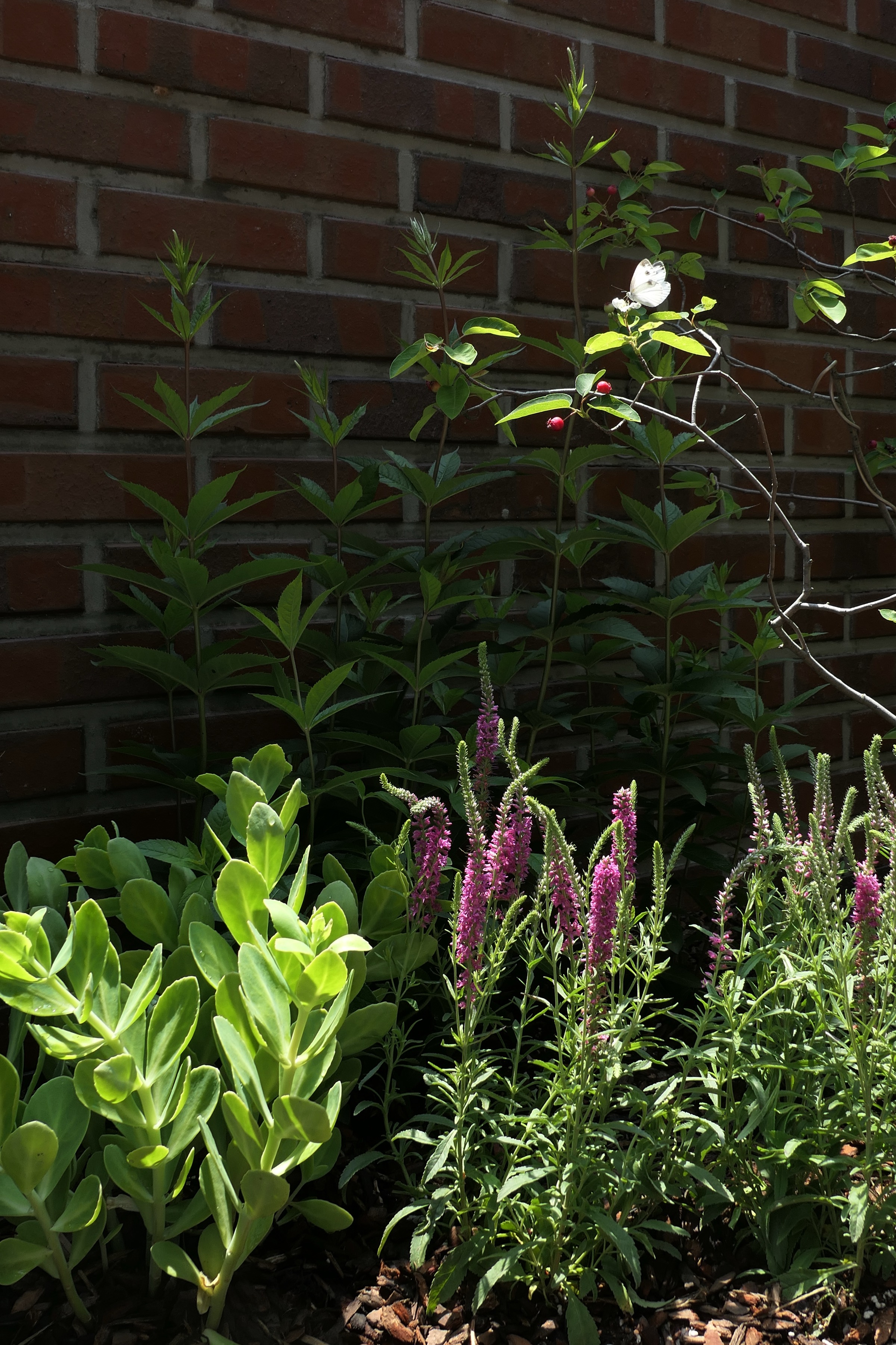 Hillside Garden for Wings — 7