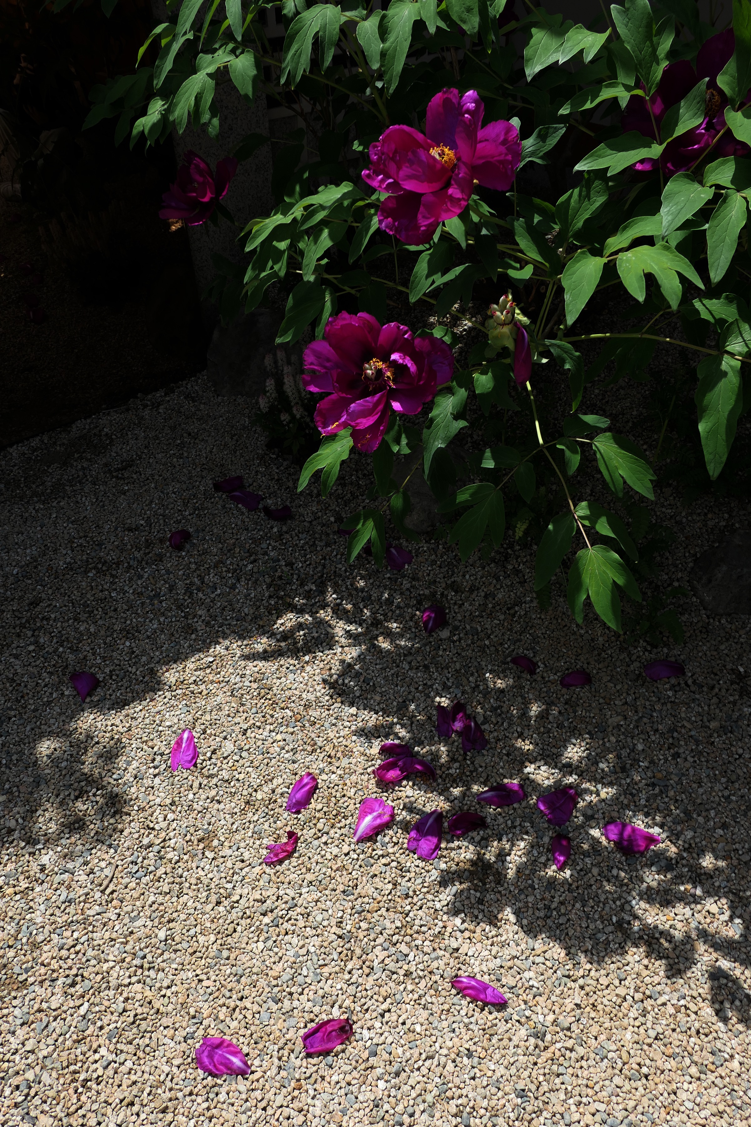 Mozaiq Gahoe — 5