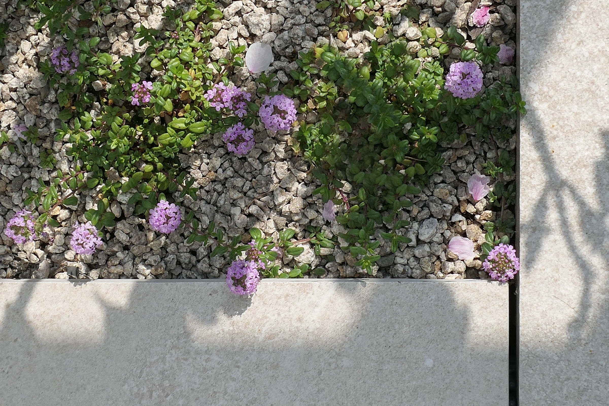 The Family Nest Garden — 4