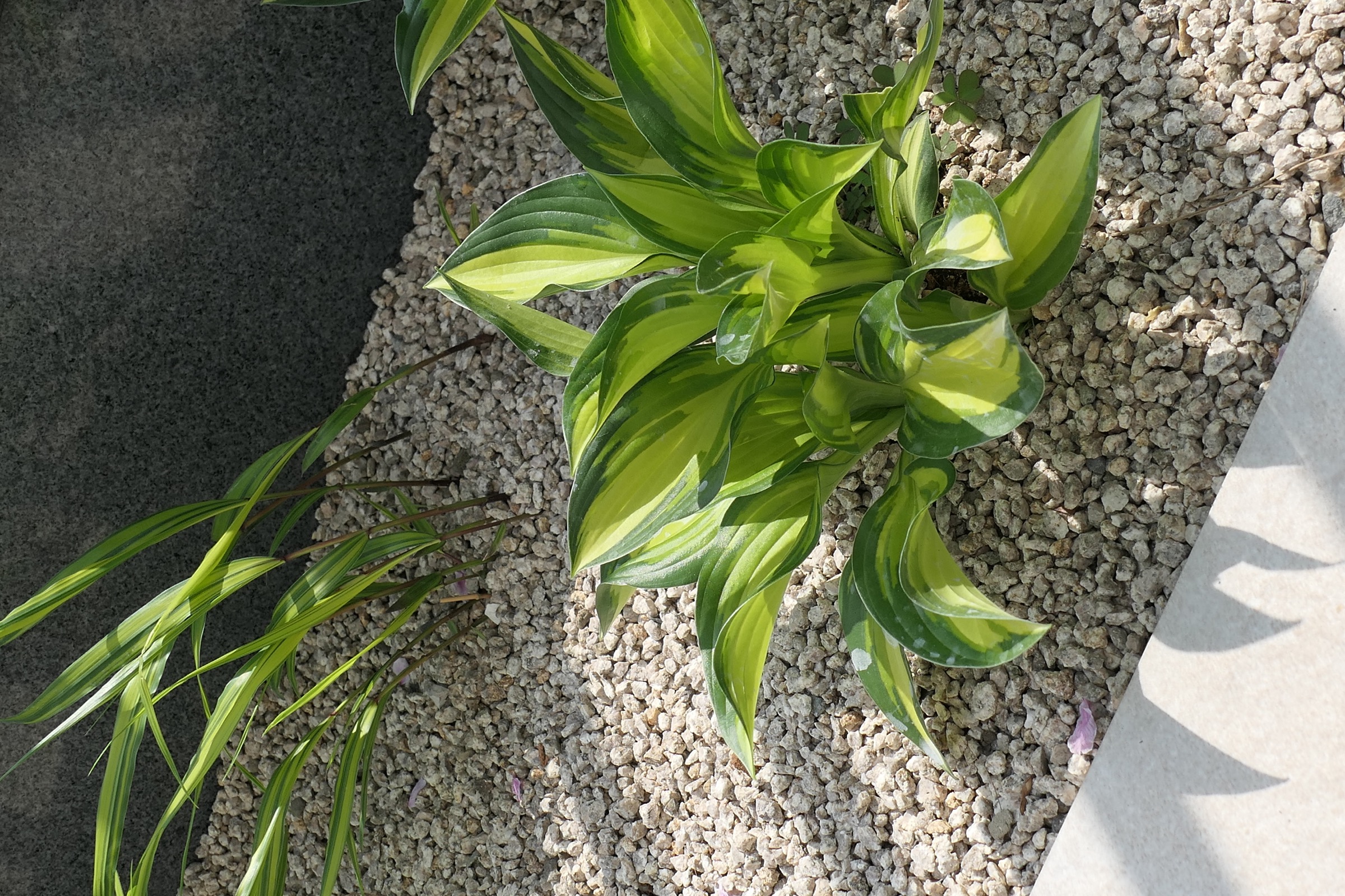 The Family Nest Garden — 5