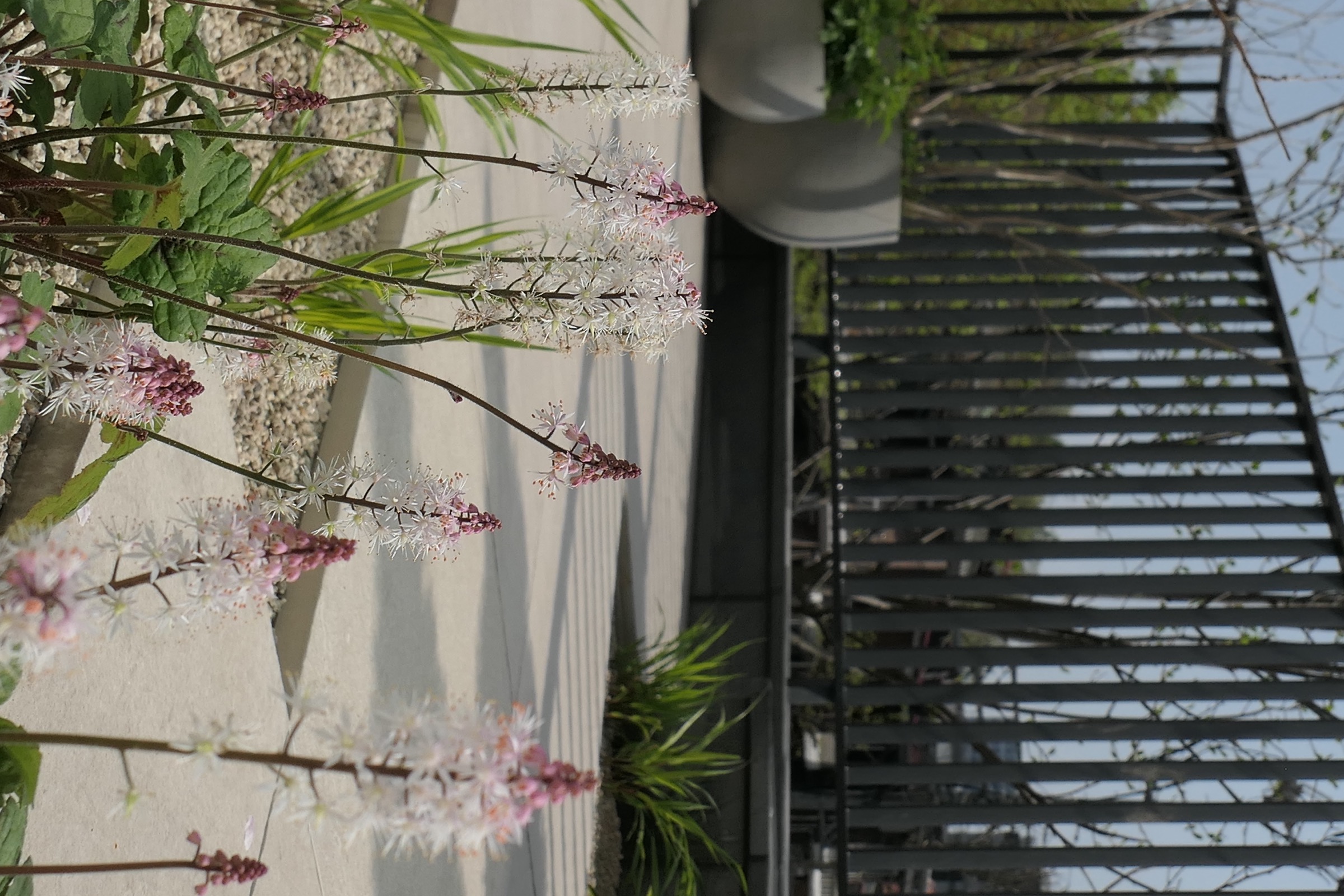 The Family Nest Garden — 7
