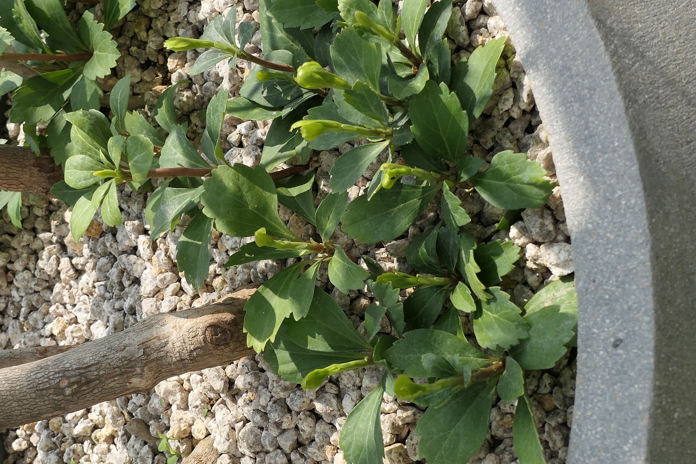 The Family Nest Garden — 8