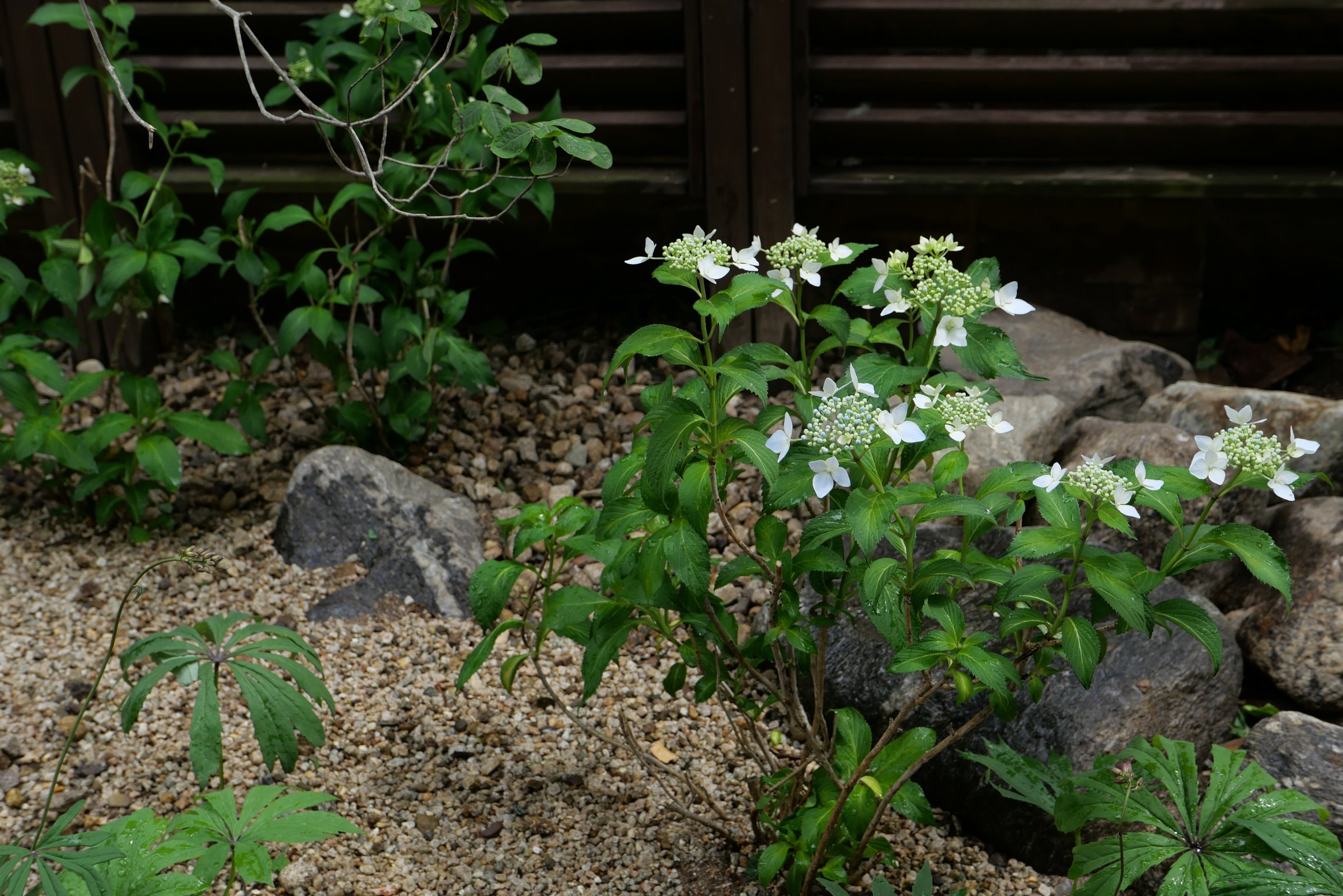 The Layered Forest Garden — 9